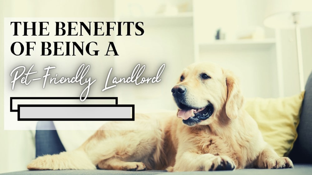 The Benefits of Being a Pet-Friendly Landlord in Boston